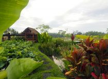 Villa Rumah Lotus, Garten